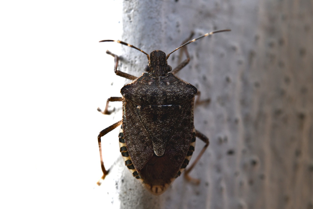 VENETO, AGRICOLTURA CIMICE ASIATICA, OK DEL MITE ALLA SPERIMENTAZIONE CON LA VESPA SAMURAI